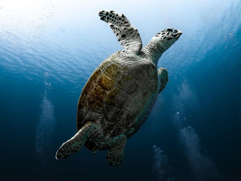 Underwater Discoveries